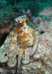 Some groupers chased this guy from his hiding place and I... by Roger Webb 